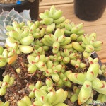 2912. 묵둥이, 빛깔최고! 애성 다육식물