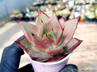 로즈팜 77-165 다육식물