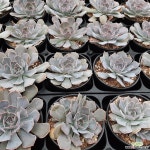 사비아나 로즈 국민다육 인기다육 9cm포트 바위솔