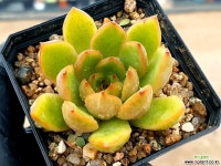 창교배종 77-263 다육식물