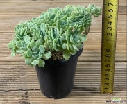 산체스마요라떼-45 다육식물