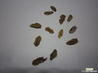 개회나무씨앗 50g(2500립) 나무/과실류 씨앗