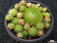 솔방울(다복) 바위솔-331 바위솔