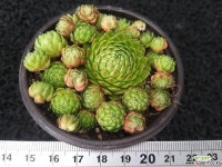 솔방울(다복) 바위솔-331 바위솔