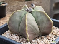 레드난봉옥 108-4206 선인장