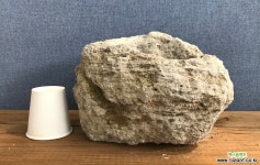 백두산부석화분 #1 야생화