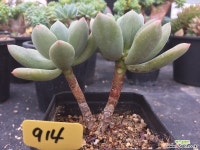 청성미인 914(자연2두) 다육식물