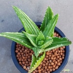 용산금 큼직하니금끼좋아요 892 산아래다육이 하월시아