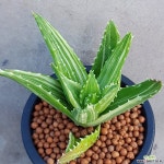 용산금 큼직하니금끼좋아요 892 산아래다육이 하월시아