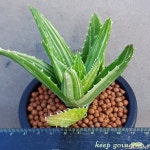 용산금 큼직하니금끼좋아요 892 산아래다육이 하월시아