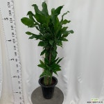 황금죽 대 110cm 목본류