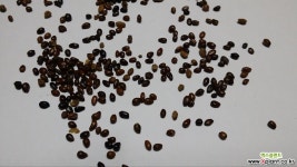 비타민나무씨앗50g(3000립) 나무/과실류 씨앗