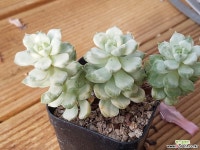 탱고백금 28 다육금