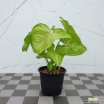 도희씨네 정원>> 수경재배 화분 싱고니움 골드 올루션 110 초본류