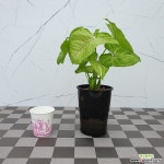 도희씨네 정원>> 수경재배 화분 싱고니움 골드 올루션 110 초본류