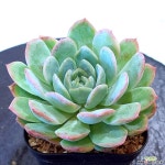 아이스레이디1940 다육식물