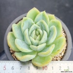 일본라즈베리 2121 다육식물