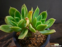 조이묵은목대 831-1201 다육식물