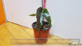 베고니아모나리자385-3상 초본류