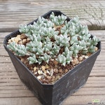 미니벽어연-12 다육식물