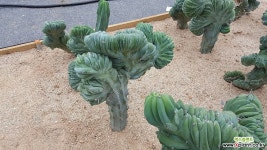 용신목철화 선인장