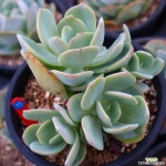 백봉 적심 730901 다육식물