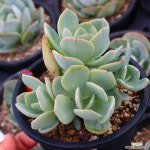 백봉 적심 730901 다육식물