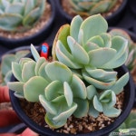 백봉 적심 730901 다육식물