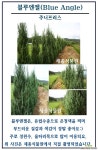 세종식물원 정원 조경 울타리 블루엔젤 주니프러스 나무 묘목 (H2m) 묘목