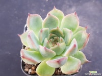 이스트넬라2186 다육식물