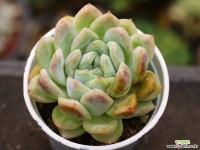 세뉴라 S0803 다육식물