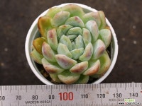 세뉴라 S0803 다육식물