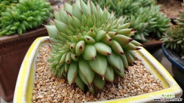 프랭크슈퍼클론철화 다육철화