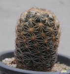 cofyphantha  glandlispina   금마차 아프리카식물