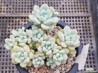 핑크라울(향기가솔솔~~) 다육식물