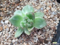 마리아금170 다육금