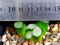 대경만상 62- 하월시아