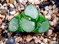 대경만상 62- 하월시아