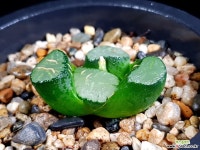 대경만상 62- 하월시아