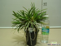 한국자생소엽풍란79번-자연산증식품-입엽성-향기죽음-동일품배송 풍란(보급종)