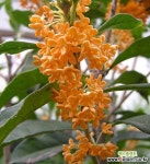 세종식물원 정원 조경 꽃 향이좋은 만리향 금목서 나무 묘목 화분 (70cm전후) 묘목