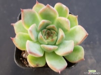 이스트렐라2447 다육식물