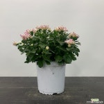 가을국화#1/중품 야생화