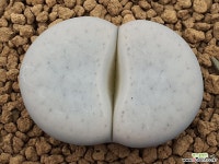 백곡옥 109-3578 리톱스/메셈