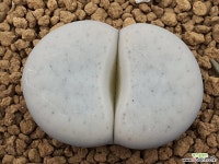 백곡옥 109-3578 리톱스/메셈