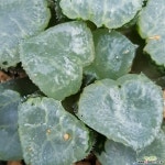 콤프토니아 이케다유리 하월시아좋아하시면빨리보셔요  사이즈좋은묵둥이입니다  995 산아래다육이 하월시아