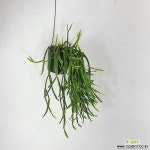 립살리스 팝아이 공기정화식물 행잉플랜트 한빛농원 공기정화식물