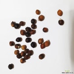 워싱턴야자씨앗50g(250립) 나무/과실류 씨앗