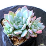 띠아모2432 다육식물