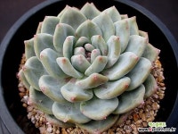 아리엘 9-232 다육식물